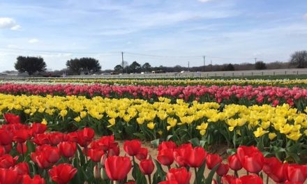 Stripes and Tulips