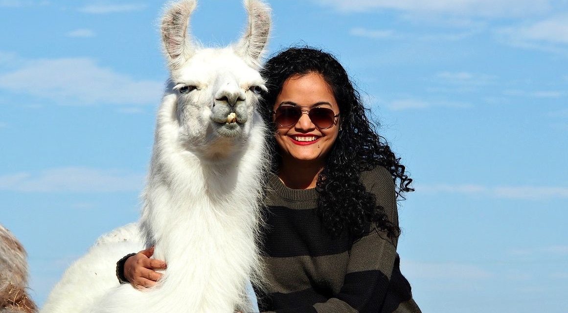 Llama Love: The Llamas Of ShangriLlama