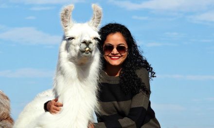 Llama Love: The Llamas Of ShangriLlama