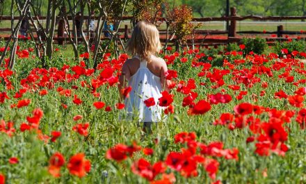 The Poppy Fields at Wildseed Farms, Fredericksburg TX